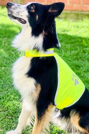 Safety Vest For Dogs