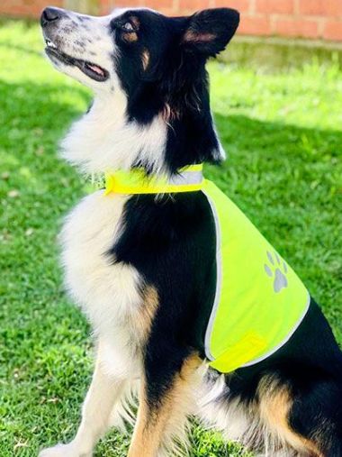 Stretchy Hi-Vis Safety Vest For Dogs Buenos Aires